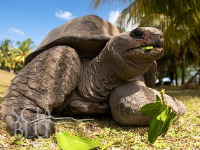 Seychelles